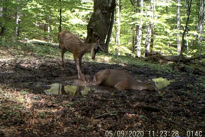 Leśne SPA w Bieszczadach: Pokazali jelenie brykające w błocie i rozbawili do łez