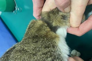 Skandaliczne warunki. Kot uwięziony na smyczy. „Jak przeżył zimę? nie wiemy” 