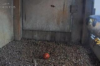 Jest już pierwsze jajko w gnieździe lubelskich sokołów w 2024 roku!