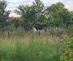 Nietypowy gość wystraszył działkowiczów! Musiała przyjechać policja