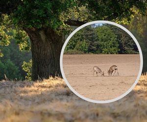 Wyjątkowa walka z podkarpackiego nadleśnictwa uwieczniona na filmie. „Trzeba pokazać kto tu rządzi”