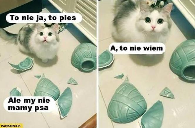 Chcesz poprawić sobie humor? Te memy ze zwierzętami rozbawią cię do łez!