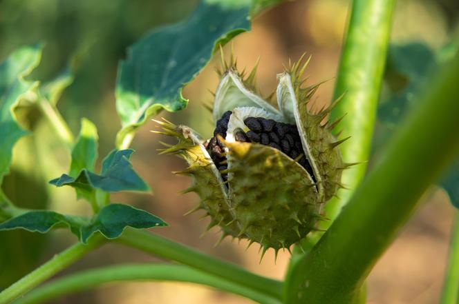 Niesamowita Datura. Zdjęcia