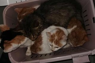 Wyszła z pociągu i wrzuciła martwego kota do śmietnika