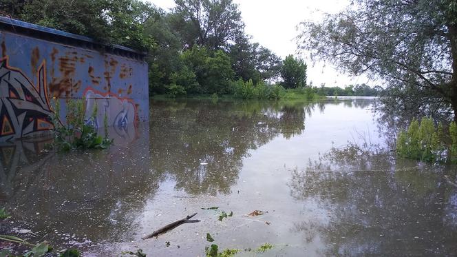 Sytuacja powodziowa w Toruniu - 31 maja
