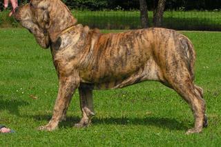 Fila Brasileiro