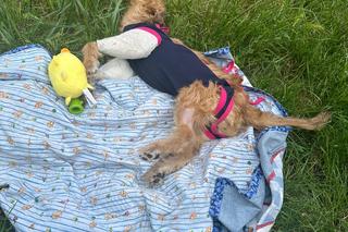 Odnaleziony psiak pod Nowogardem 5