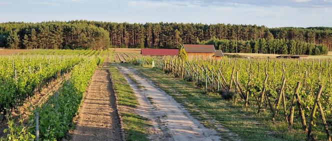 Winnica Cantina, Mozów koło Sulechowa