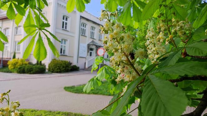 Kasztany zakwitły w połowie kwietnia. Pogodowe szaleństwo! Trzeba będzie przekładać matury?