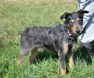 Schronisko Miedary potrzebuje wsparcia. Brakuje karmy dla zwierząt