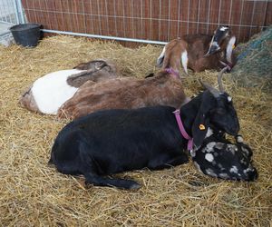 ZOOPARK w Lublinie. „Postawiliśmy na polski las. Chcemy promować nasze zwierzątka”