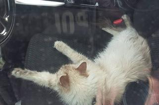 Reda: Kot męczył się w nagrzanym samochodzie. Właściciel zostawił zwierzę na PONAD 5 GODZIN! Pomogła policja 