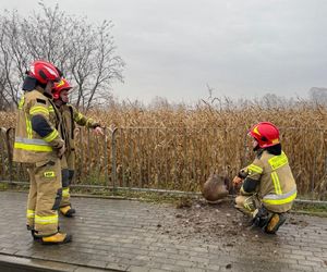 Walczyli o życie sarny uwięzionej w pułapce. Utknęła między metalowymi barierkami