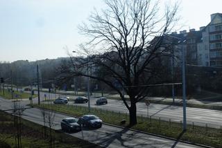 Lubelski dąb ma szanse stać się Drzewem Roku 2021. Jego historia urzeka