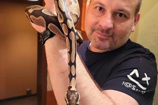 Pyton wszedł do mieszkania emerytki. Kobieta pokonała go poduszką