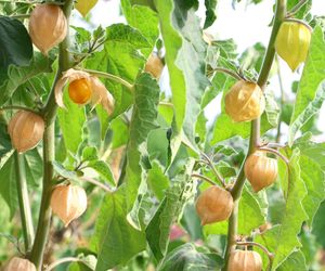 Miechunka peruwiańska