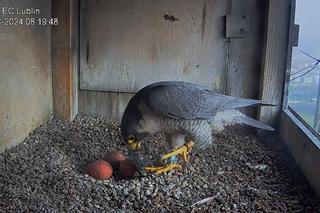 W gnieździe lubelskich sokołów są już trzy jajka!