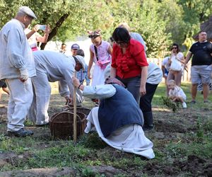 W skansenie w Lublinie pokazali, jak dawniej wyglądały wykopki kartoflane