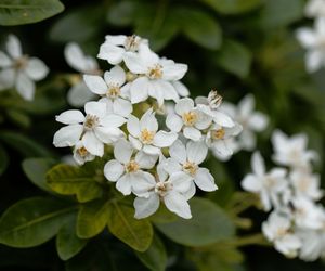 Czojsia trójlistkowa - Choisya ternata
