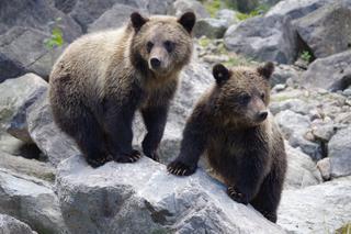 Niedźwiedzie przychodzą  w te miejsca szukać żywności. Leśnicy ostrzegają turystów