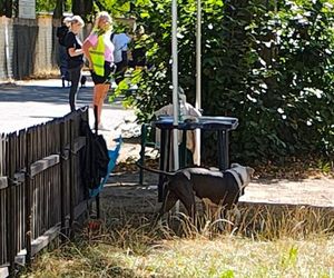 Agresywne psy atakują w dzielnicy Kamień