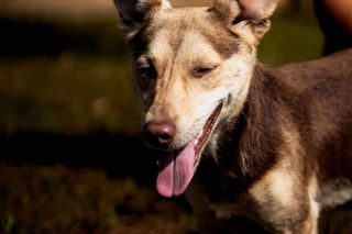 Kto podaruje dom tej słodkiej psinie? 