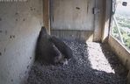 W gnieździe sokołów jest pierwszy potomek