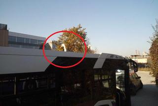 Łabądź podróżował na dachu autobusu