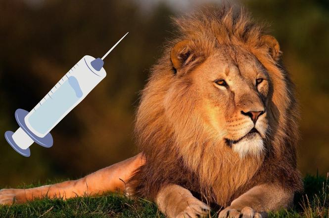 Lwy, tygrysy, pumy i orangutany szczepione przeciwko Covid-19. Tak będzie wszędzie?