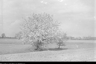 „Pamiętasz była jesień”. Złota pora roku na archiwalnych zdjęciach. Tak wyglądała Polska w pierwszej połowie XX wieku!