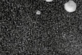 Kosmiczne grzyby na Marsie! Szokujące odkrycie naukowców