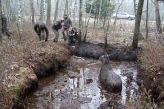 Wyciągnęli klępę z podlaskiego bagna