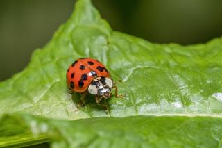 Problem z biedronkami azjatyckimi może być rozwiązany. Zrób, a będziesz miał szkodniki z głowy. Aromatyczny spray je odstraszy