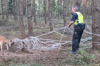  Młody daniel zaplątał się w siatki. Pomogli strażnicy z Gostynia i łowczy [ZDJĘCIA]