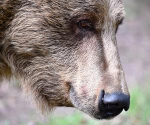 Niedźwiedzie w poznańskim ZOO wybudziły się z zimowego snu