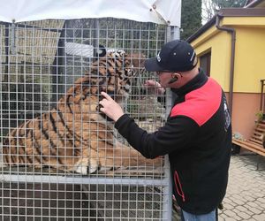 Mieszka z lwami odrzuconymi przez matkę i tygrysem. Usłyszał prokuratorskie zarzuty