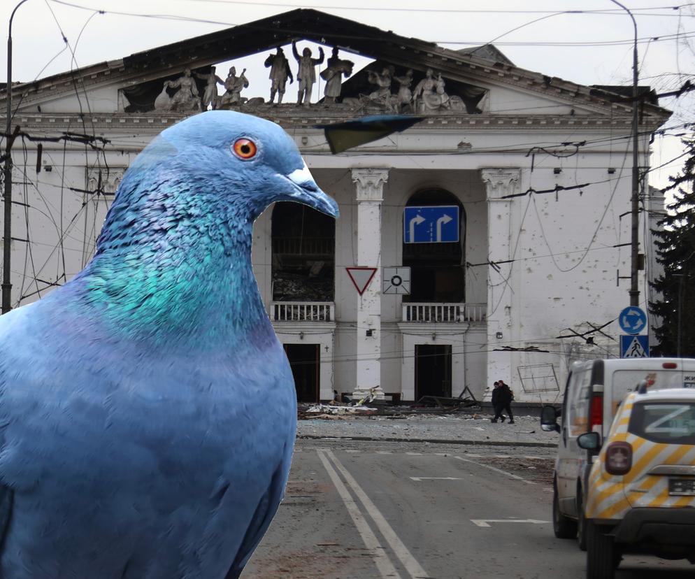 W Mariupolu z głodu jedzą gołębie