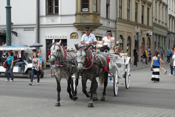 Będzie postępowanie ws. koni dorożkarskich pracujących w największe upały