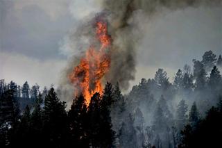 Wzrost zagrożenia pożarowego w lasach. Najgorzej na północy