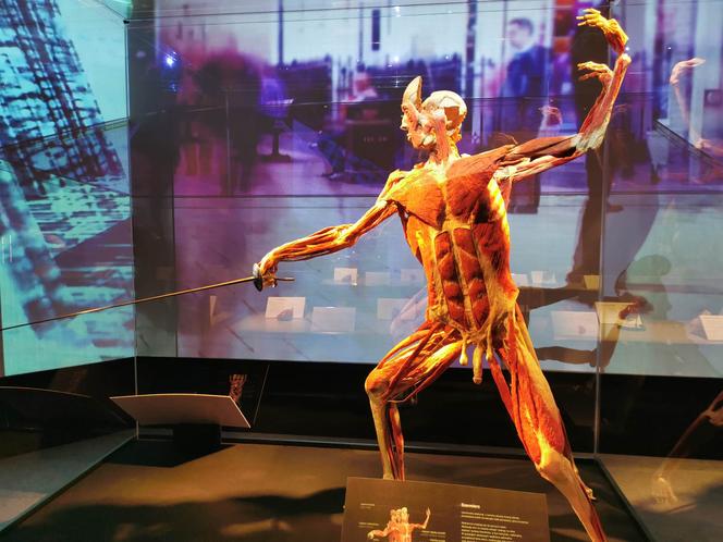 Wystawa BODY WORLDS