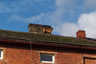 Piesek na dachu uratowany! Sprawna akcja Ochotniczej Straży Pożarnej w Tychowie