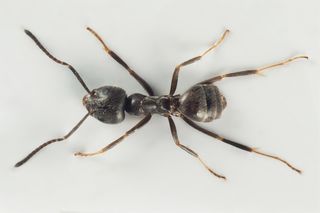Gigantyczne mrówki sieją spustoszenie. Inwazja Tapinoma magnum już się zaczęła! Czy są groźne?
