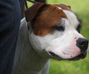 Agresywny amstaff rzucił się na policjantów. Funkcjonariusz sięgnął po broń