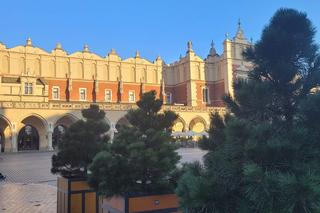 Drzewa na Rynku Głównym w Krakowie