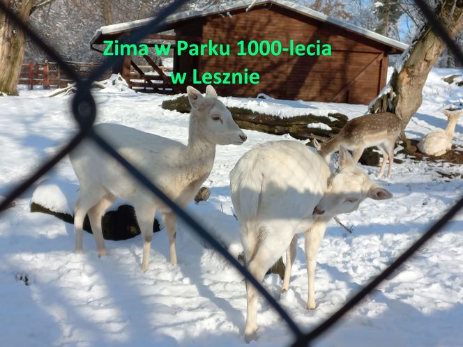 Zimowy spacer w Parku 1000-lecia w Lesznie