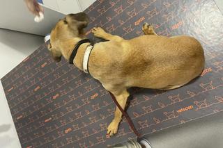 Format: Suczki Edi i Maffi potrzebują pomocy