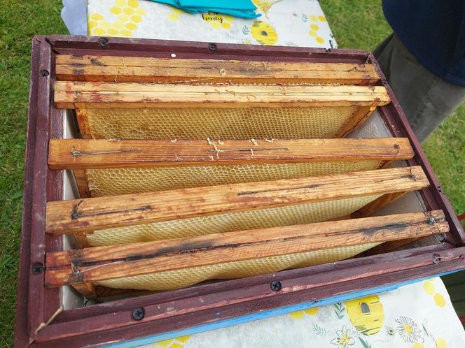 4. Miejskie Miodobranie w Zamościu