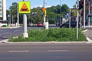 Chwasty na placu Rodła w Szczecinie