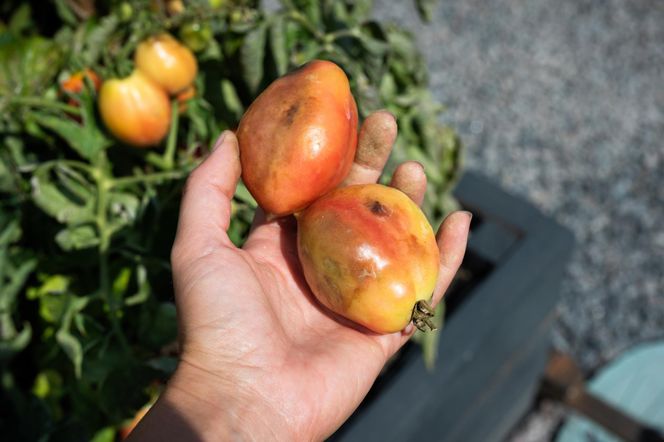 Od 3 lat pryskam pomidory tylko tym. Chroni je przed zarazą ziemniaczaną jak sklepowe preparaty. Domowy oprysk na zarazę pomidorów