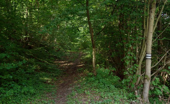  Czarny szlak turystyczny w Ojcowskim Parku Narodowym, fragment od miejscowości Wola Kalinowska 